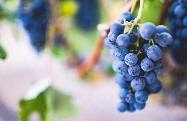 wine private tour